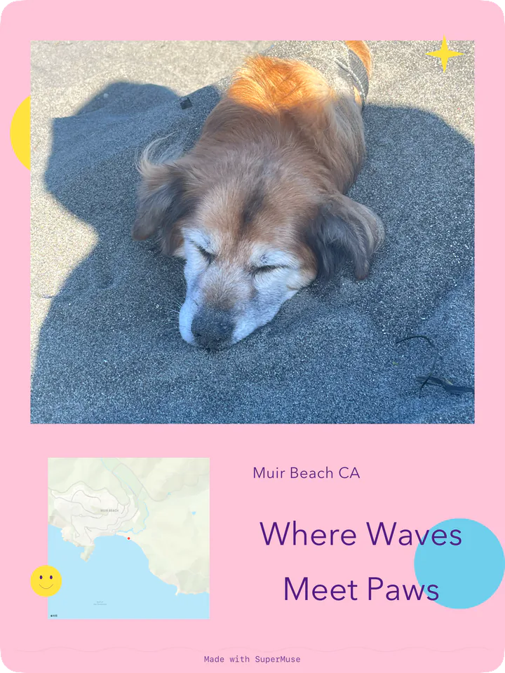 A pink card showing a dog resting on the ground, with a map and colorful accents below.